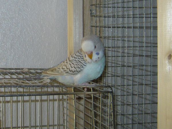 Ангел