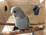 Самка. RBC.J31.20.5. Свободна