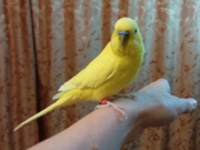Санни
