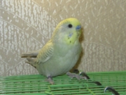 Светик