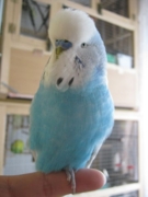 Григорий
