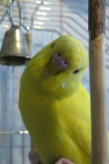 Лимон