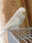 Сильвер