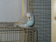 Ангел