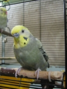 Мани