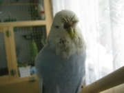 Ксения